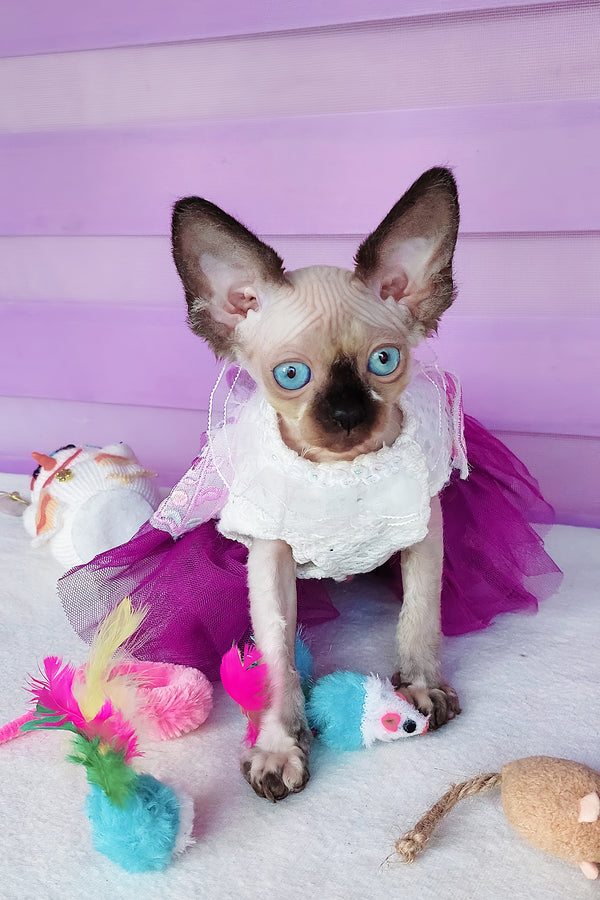 Candy | Canadian Sphynx Kitten