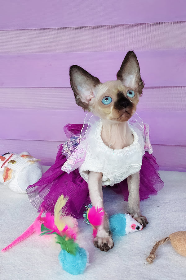 Candy | Canadian Sphynx Kitten