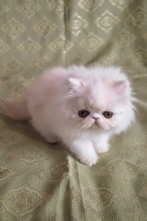 Candy | Persian Kitten