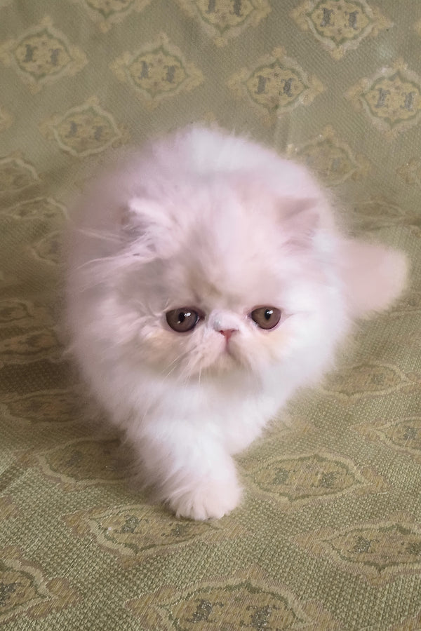 Candy | Persian Kitten