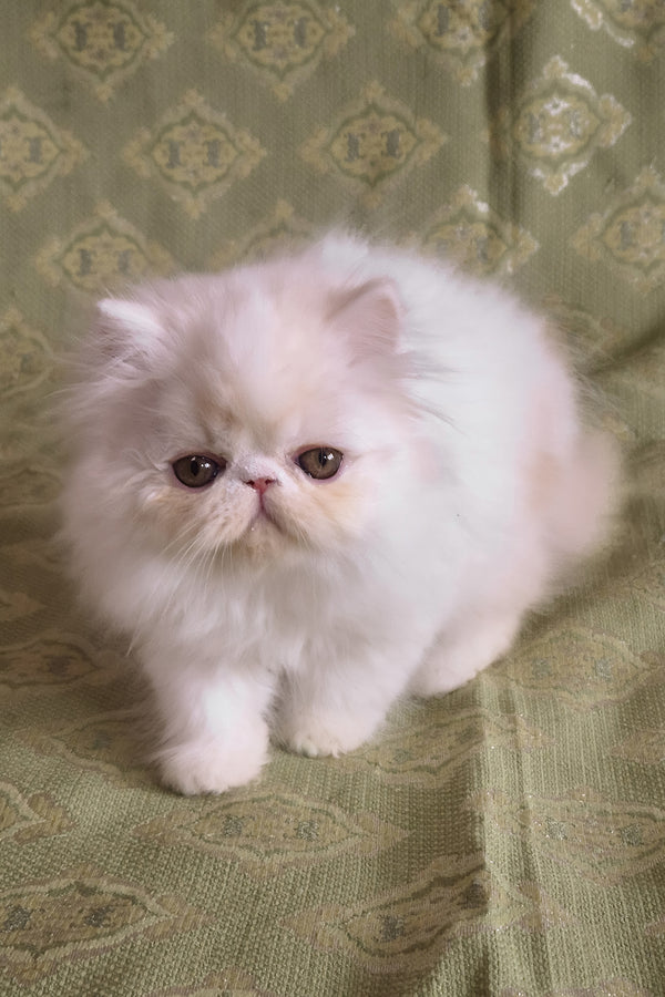 Candy | Persian Kitten