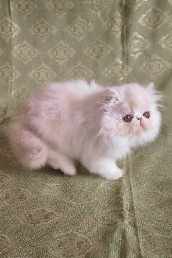 Candy | Persian Kitten