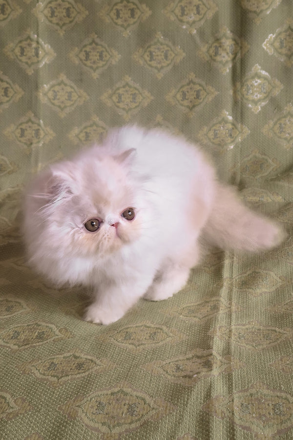 Candy | Persian Kitten