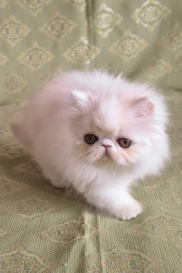 Candy | Persian Kitten