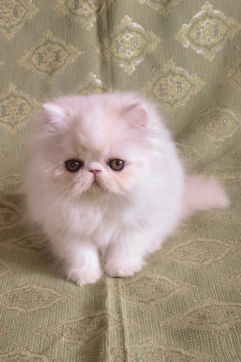 Candy | Persian Kitten