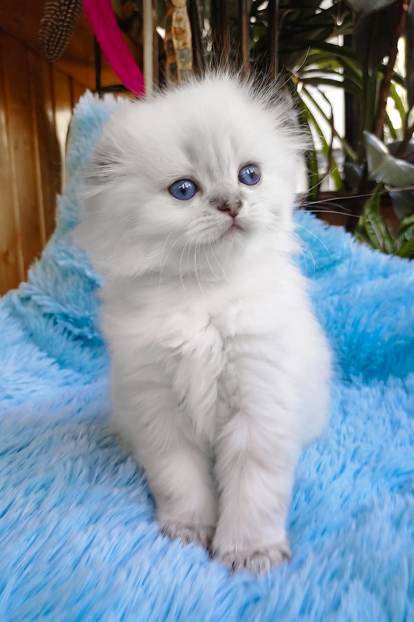 Candy | Scottish Fold Longhair Kitten