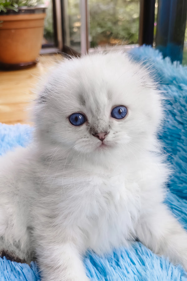 Candy | Scottish Fold Longhair Kitten