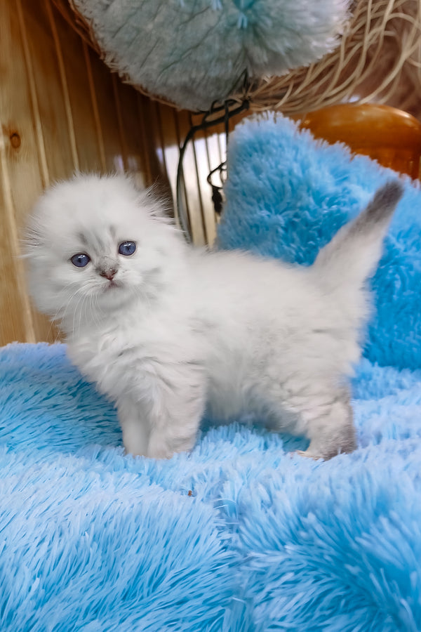 Candy | Scottish Fold Longhair Kitten