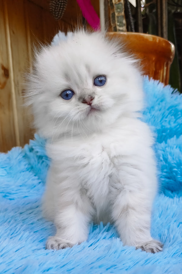 Candy | Scottish Fold Longhair Kitten