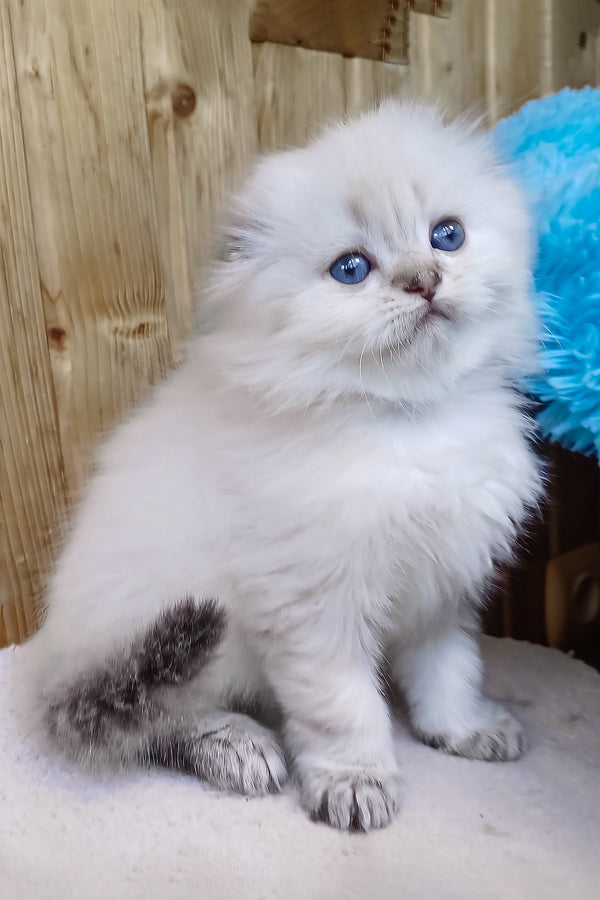 Candy | Scottish Fold Longhair Kitten