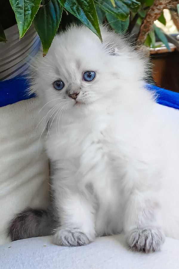 Candy | Scottish Fold Longhair Kitten