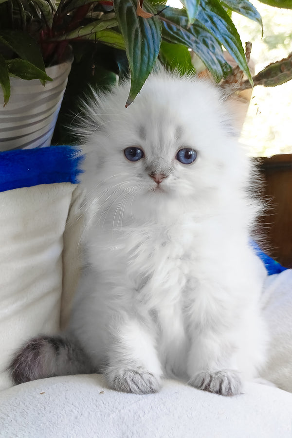 Candy | Scottish Fold Longhair Kitten