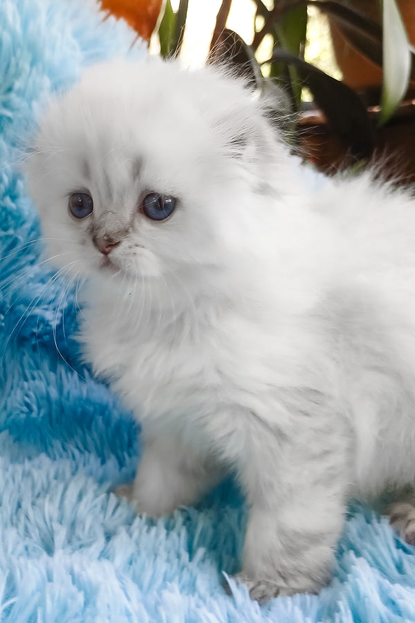 Candy | Scottish Fold Longhair Kitten