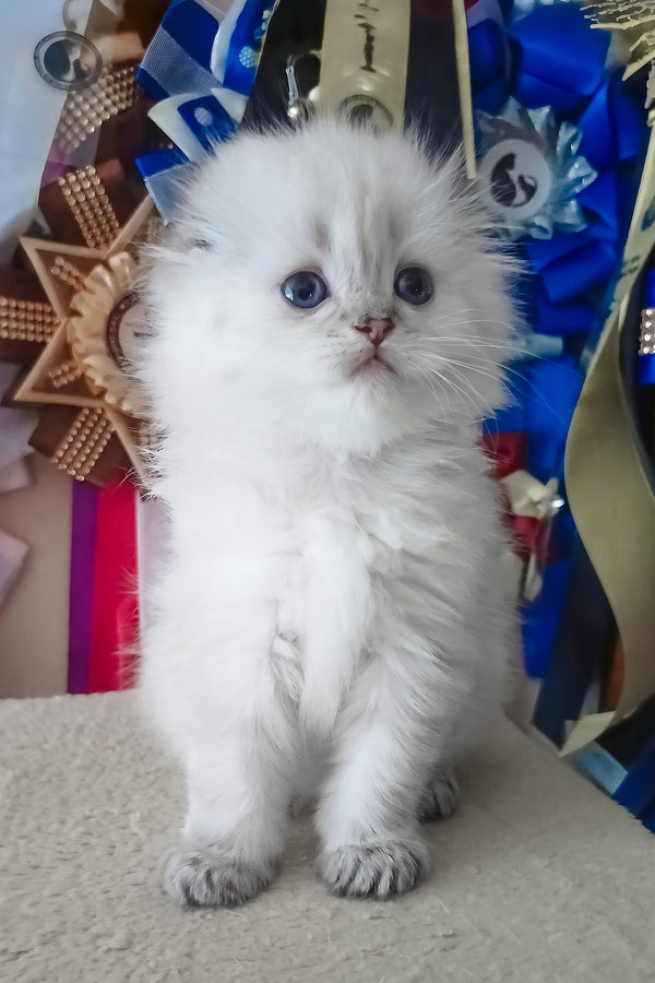 Candy | Scottish Fold Longhair Kitten