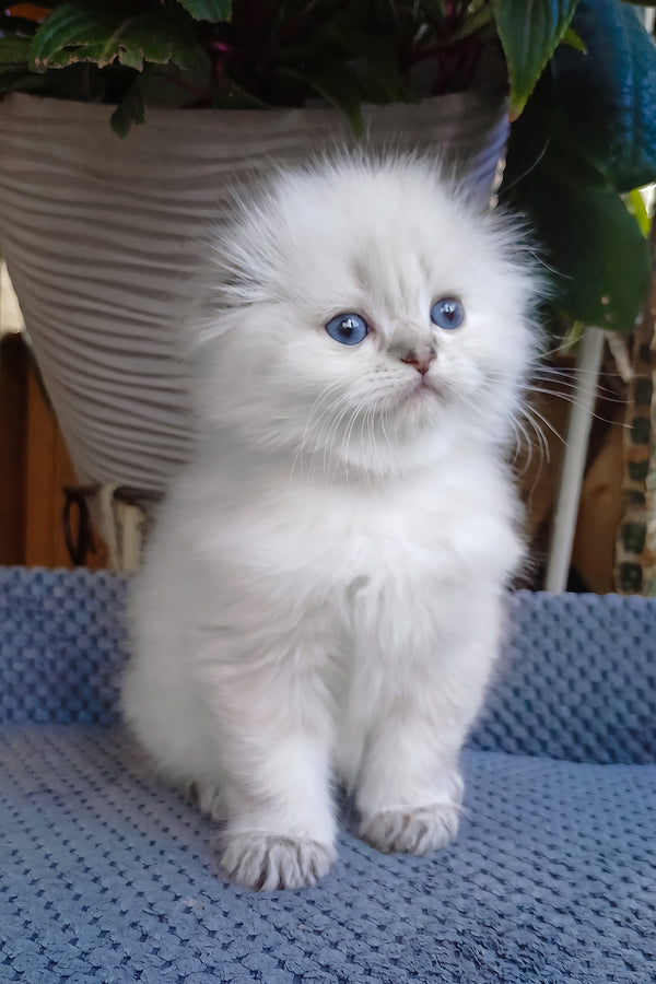 Candy | Scottish Fold Longhair Kitten