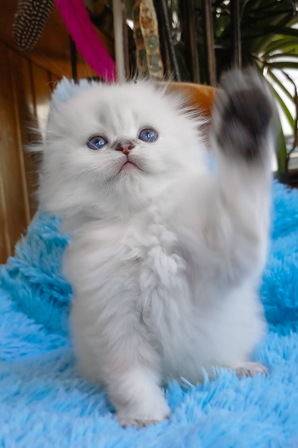 Candy | Scottish Fold Longhair Kitten