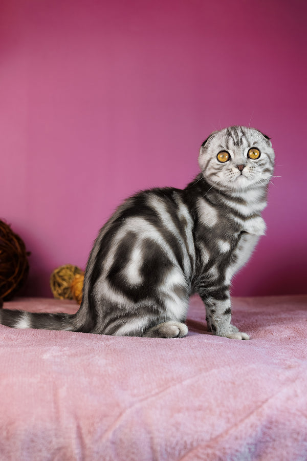 Capri | Scottish Fold Kitten