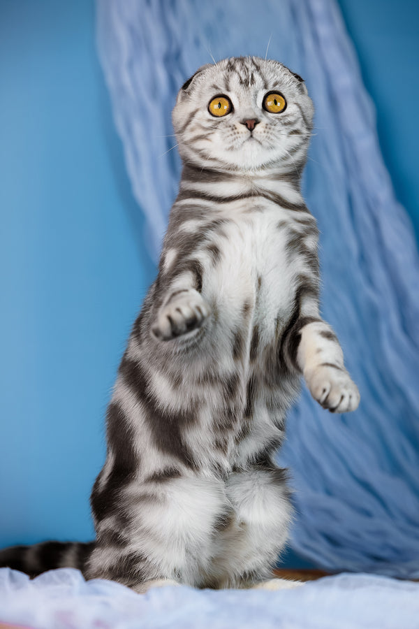 Capri | Scottish Fold Kitten
