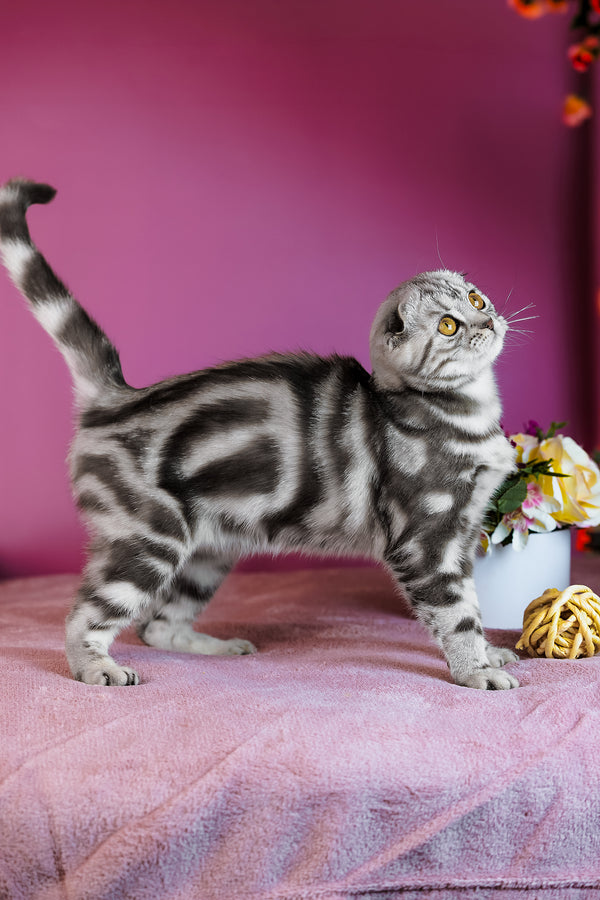 Capri | Scottish Fold Kitten