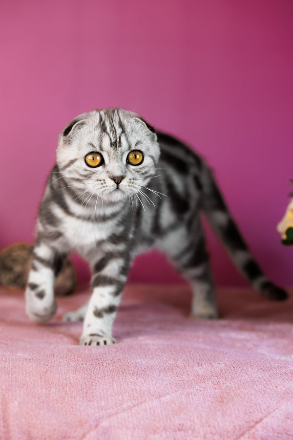 Capri | Scottish Fold Kitten