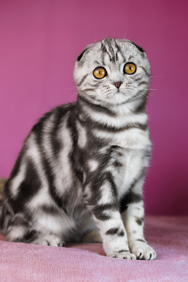 Capri | Scottish Fold Kitten