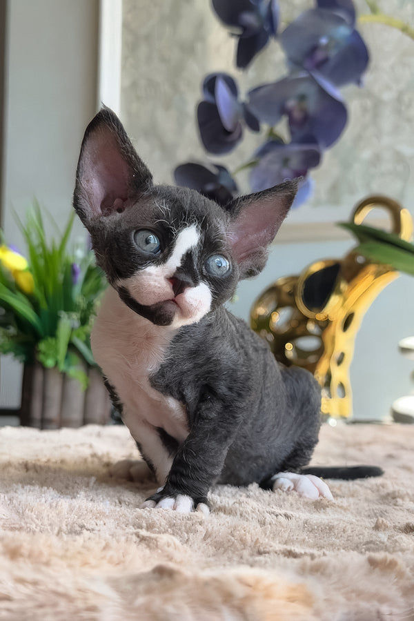 Capris | Devon Rex Kitten