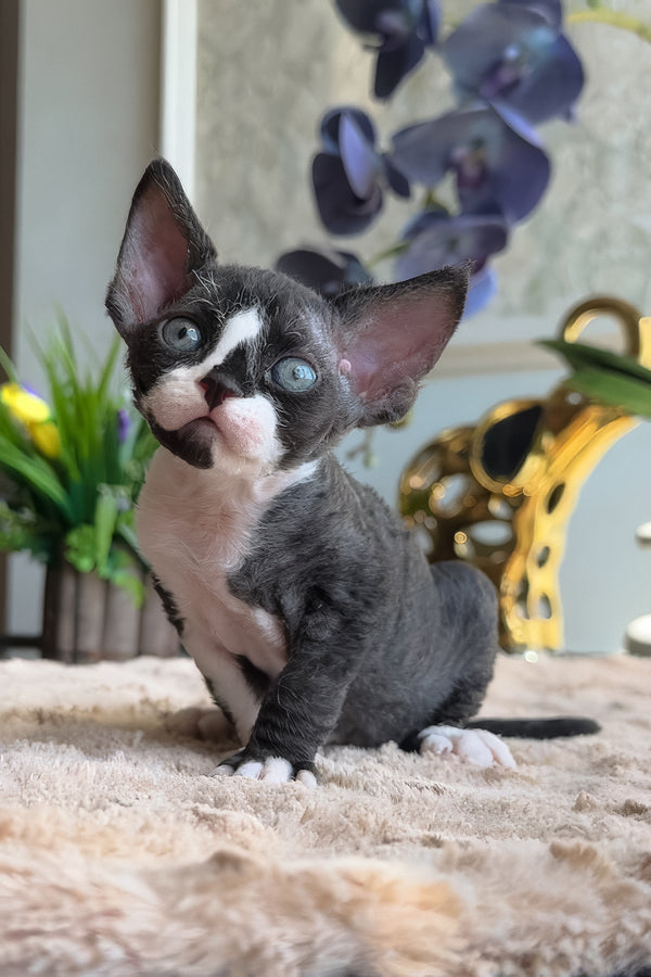 Capris | Devon Rex Kitten