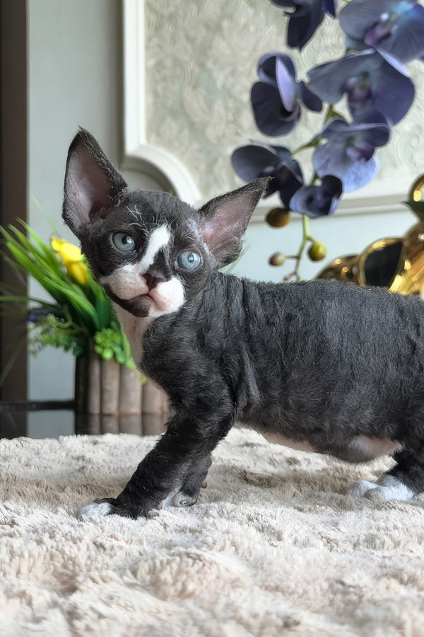 Capris | Devon Rex Kitten