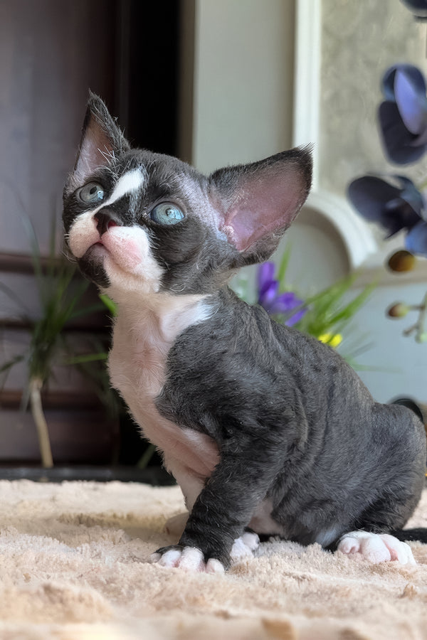 Capris | Devon Rex Kitten
