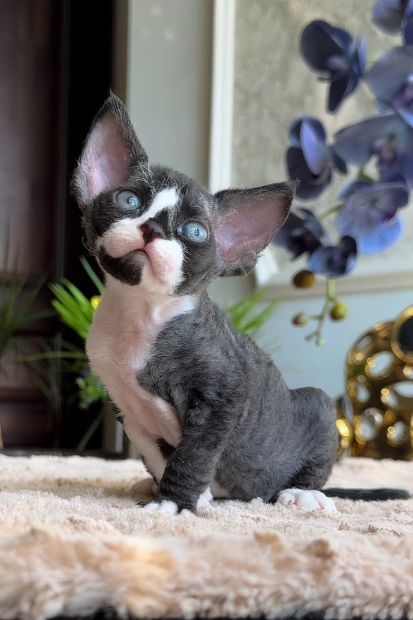 Capris | Devon Rex Kitten