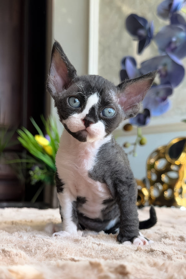 Capris | Devon Rex Kitten