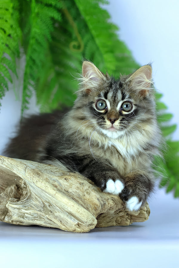 Caramel | Siberian Kitten