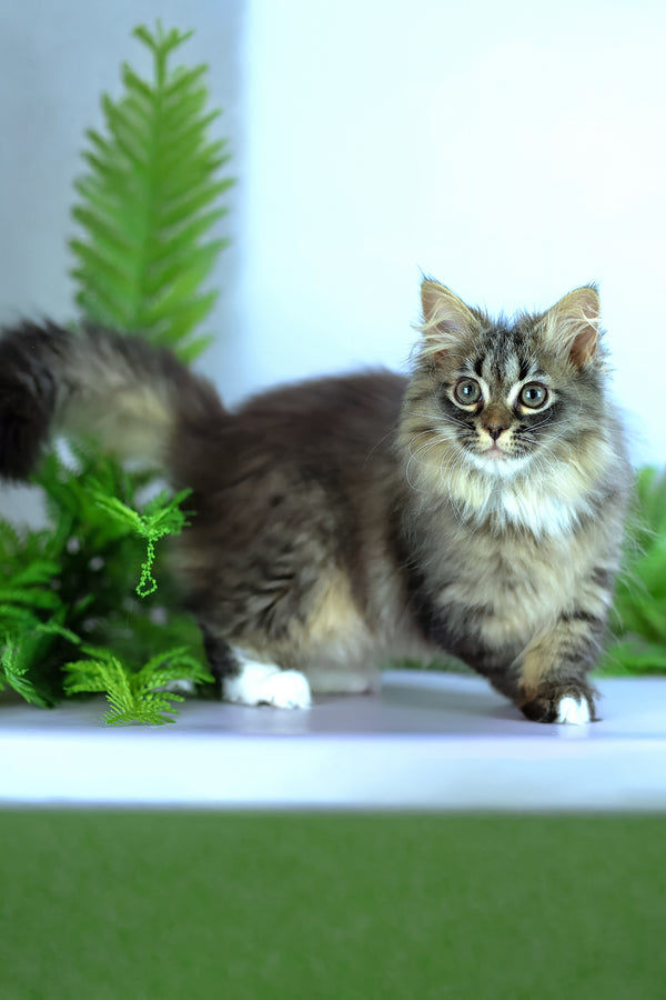 Caramel | Siberian Kitten