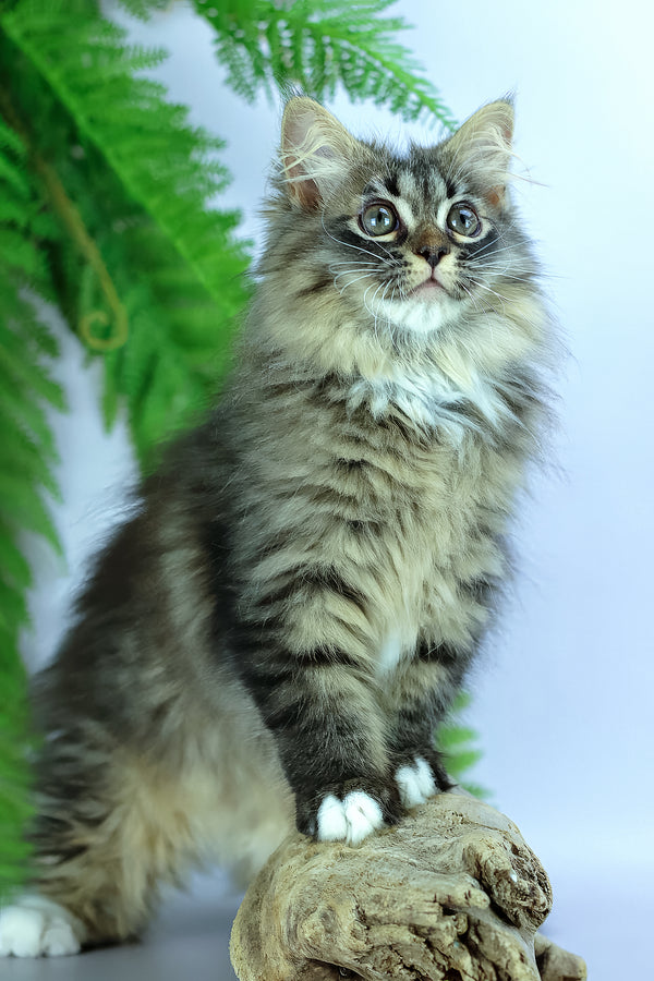 Caramel | Siberian Kitten