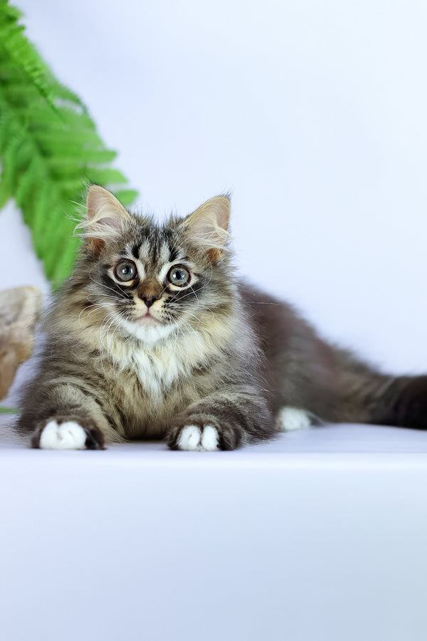 Caramel | Siberian Kitten