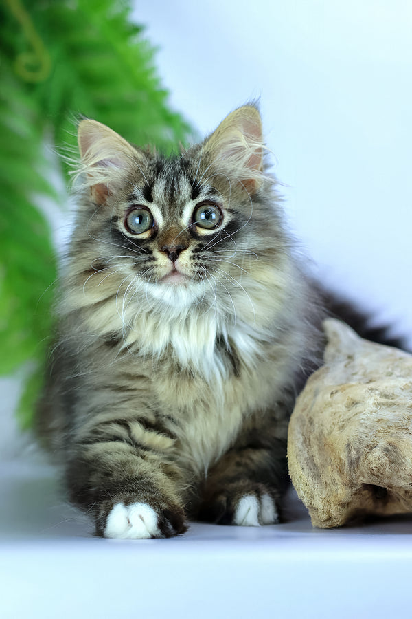 Caramel | Siberian Kitten