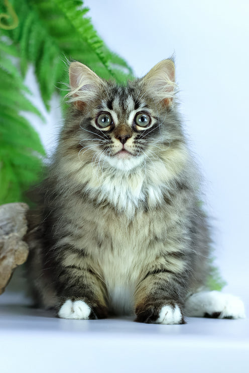 Caramel | Siberian Kitten