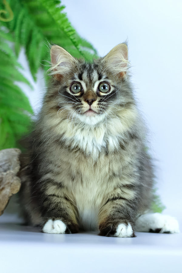 Caramel | Siberian Kitten