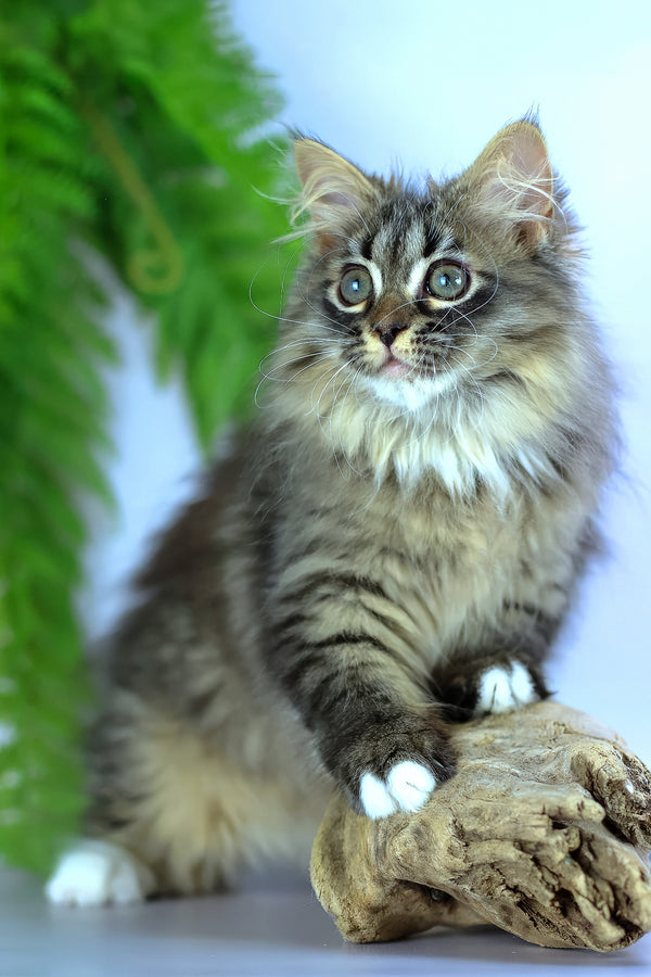 Caramel | Siberian Kitten