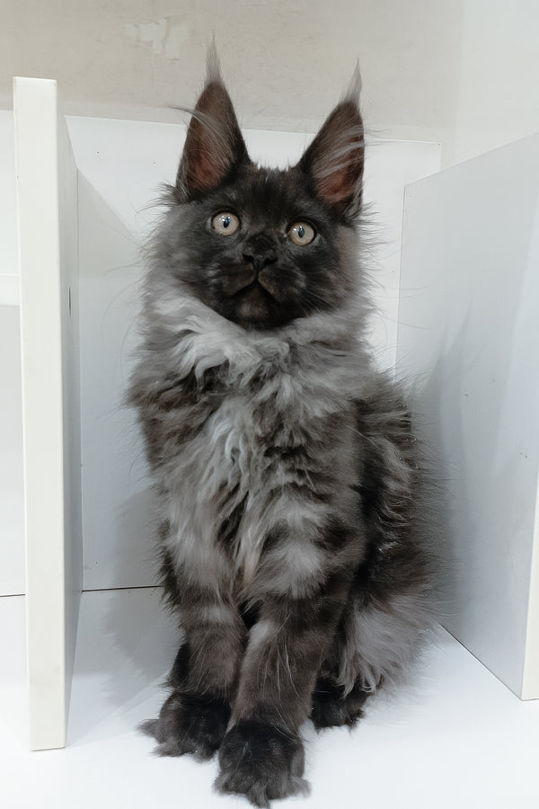 Carat | Maine Coon Kitten