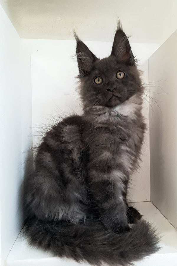Carat | Maine Coon Kitten