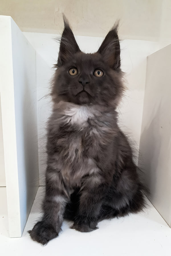 Carat | Maine Coon Kitten