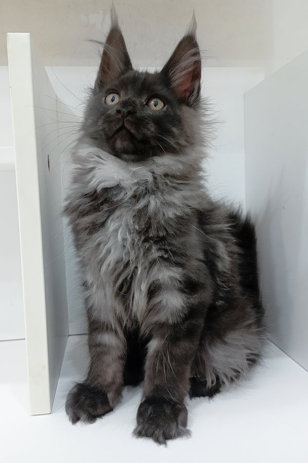 Carat | Maine Coon Kitten
