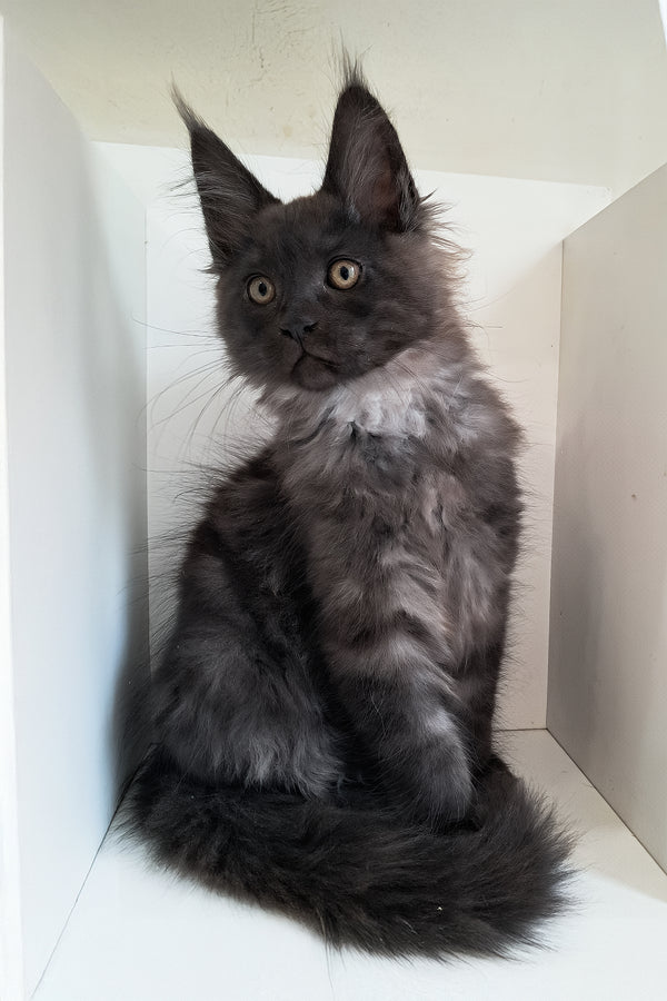Carat | Maine Coon Kitten