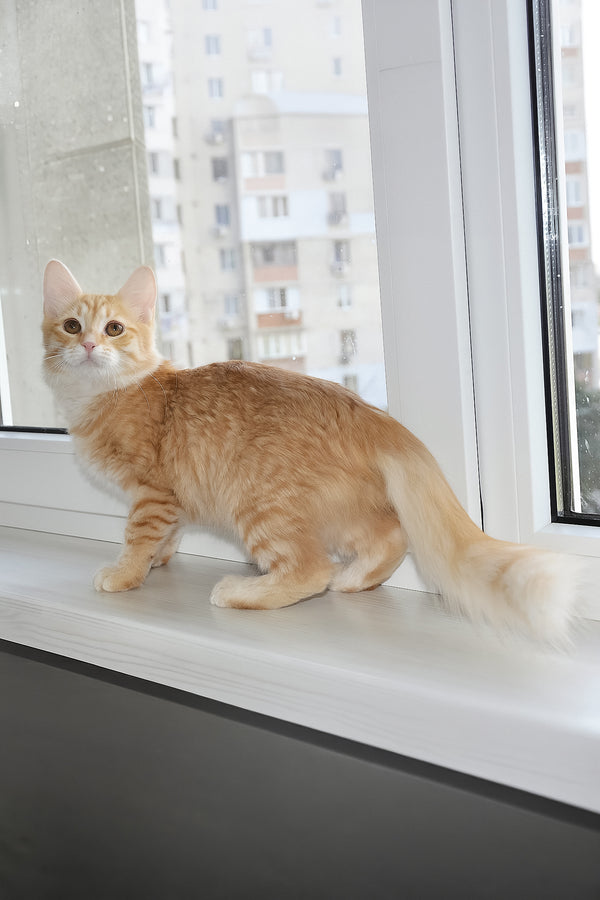 Carina | Siberian Kitten