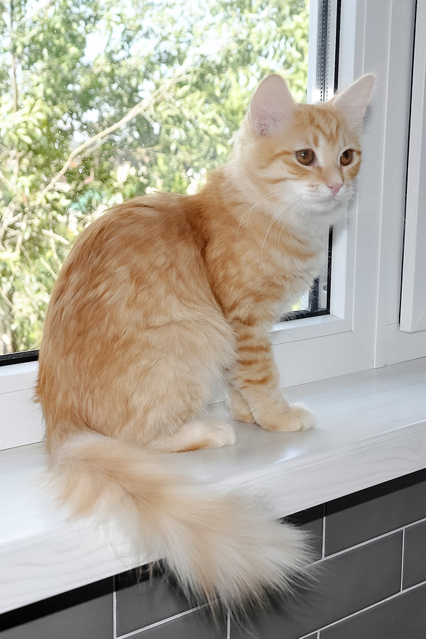 Carina | Siberian Kitten
