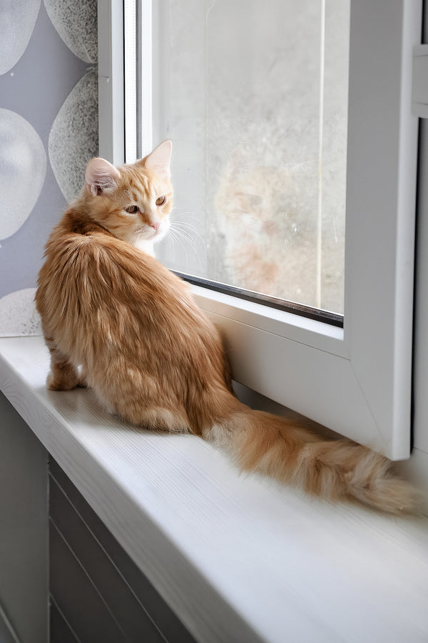 Carina | Siberian Kitten
