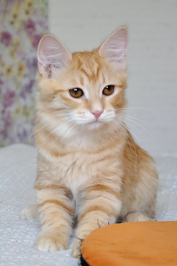 Carina | Siberian Kitten