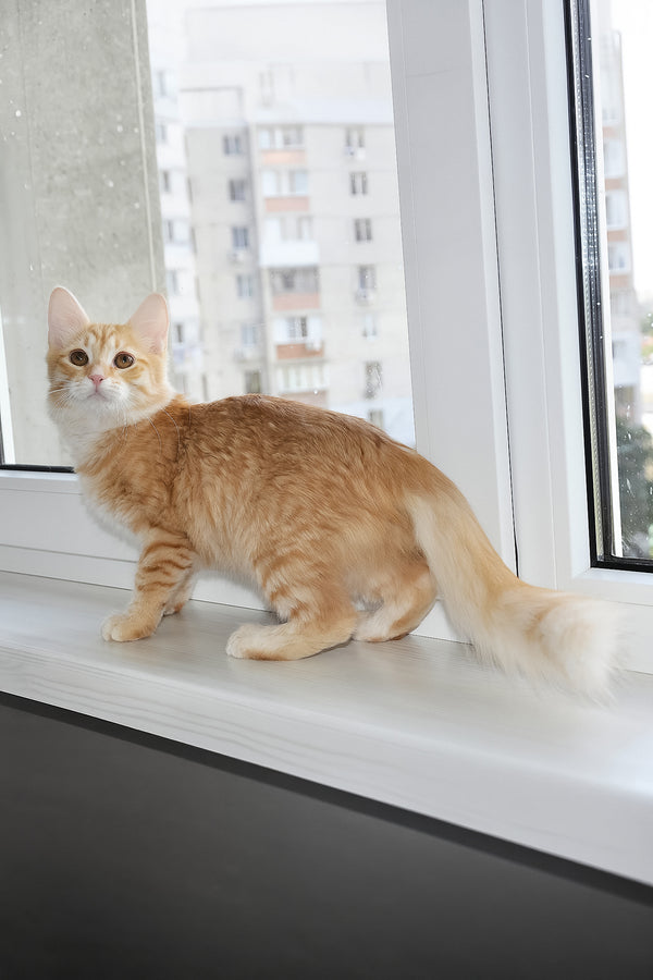Carina | Siberian Kitten