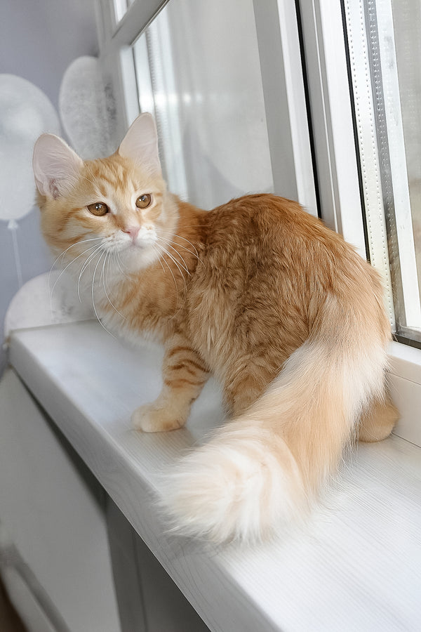 Carina | Siberian Kitten